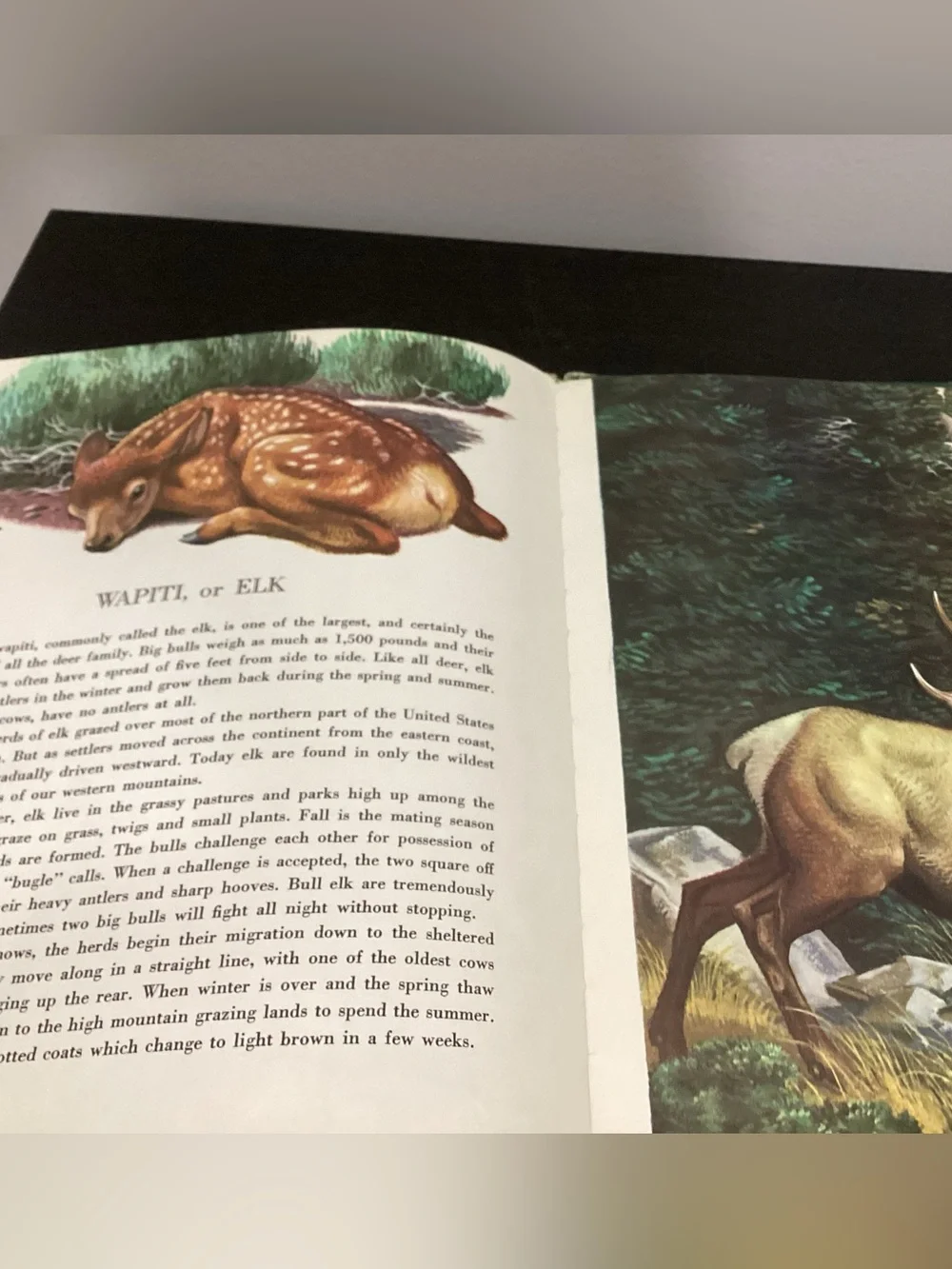 Vtg.Children’s Hardcover book Titled The Big Book of Wild Animals by Felix Sutto